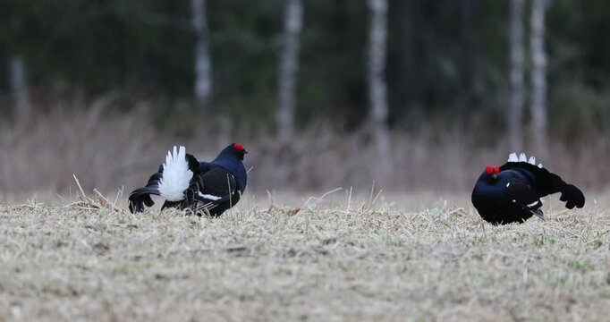 Black grouse males on their lek performing their fights during the mating season at first light.