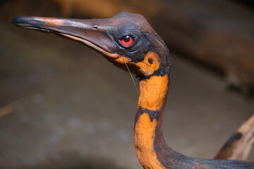 close-up of the head of a pterodactyl reconstruction © JAROSLAW PIWOWARSKI
