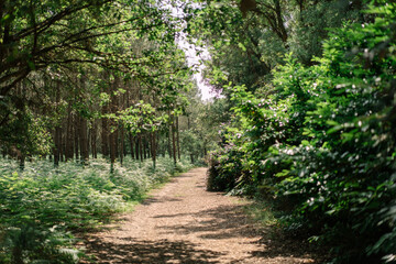 Obraz premium footpath in the park