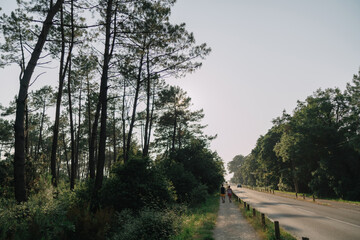 Obraz premium road through the woods