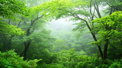 Lush green forest canopy, misty view