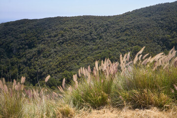 Mountain Valley Overlook with Grassy Foreground and Distant Hills
