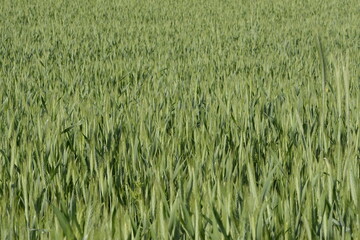 Triticale,  Wintertriticale,  Secale xTriticum