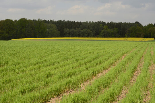 Triticale, Dammkultur