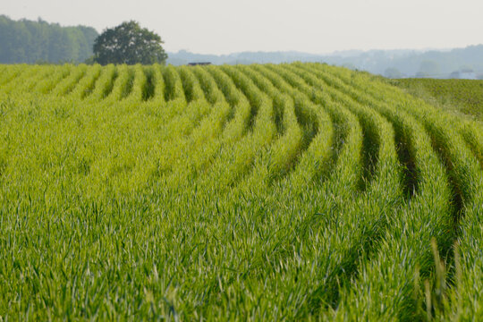 Triticale, Dammkultur