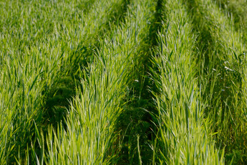 Triticale, Dammkultur