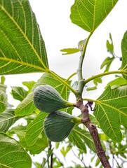 green figs on tree
