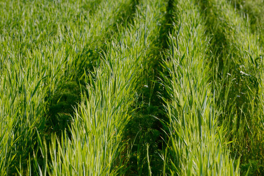 Triticale, Dammkultur
