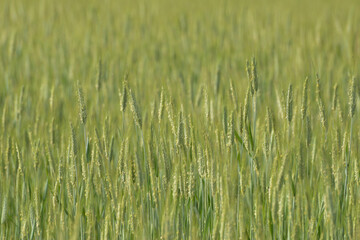 Triticale,  Wintertriticale,  Secale xTriticum