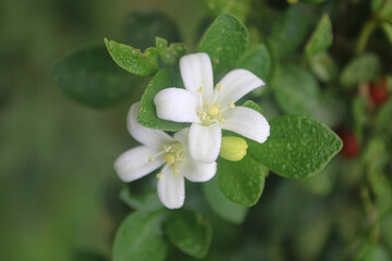 Fragrant White Jasmine Flowers in Bloom
