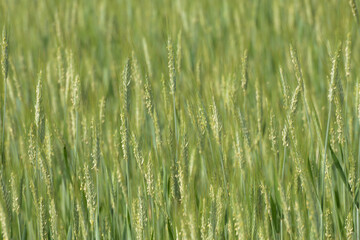 Triticale,  Wintertriticale,  Secale xTriticum