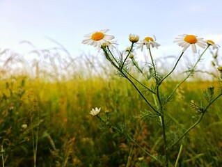 field of flowers, camomile in a meadow, matricaria chamomilla