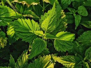 closeup of a green nettle leaves