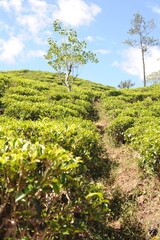 Tea plantation in Sri Lanka. Lush green tea leaves of tea plant (Camellia sinensis) on a tea plantation on a tea estate.