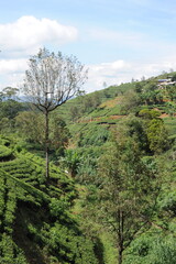 Tea plantation in Sri Lanka. Lush green tea leaves of tea plant (Camellia sinensis) on a tea plantation on a tea estate.