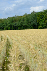 Fototapeta premium Triticale, Dammkultur