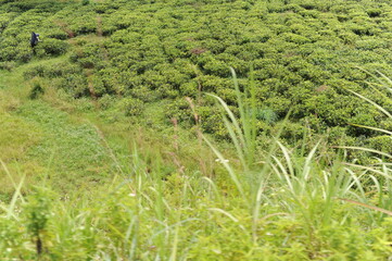 Tea plantation in Sri Lanka. Lush green tea leaves of tea plant (Camellia sinensis) on a tea plantation on a tea estate.