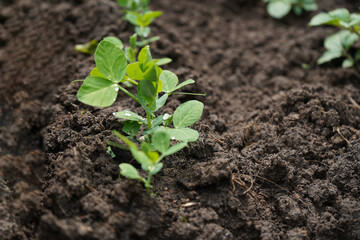 Pea shoots sprouting from the ground close-up. Microgreens as a health benefit.