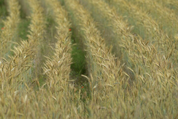 Triticale, Dammkultur