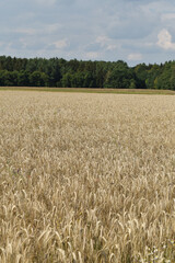 Triticale, Dammkultur