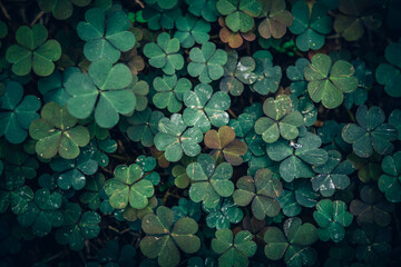 A close up of colorful Creeping Wood Sorrel leaves pattern texture