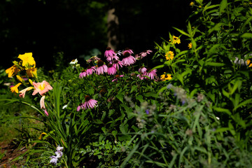 Williamsburg Botanical Gardens