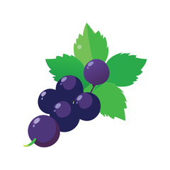 Fresh Blackcurrant Bunch with Green Leaves Vector Illustration