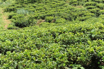 Tea plantation in Sri Lanka. Lush green tea leaves of tea plant (Camellia sinensis) on a tea plantation on a tea estate.