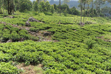 Tea plantation in Sri Lanka. Lush green tea leaves of tea plant (Camellia sinensis) on a tea...