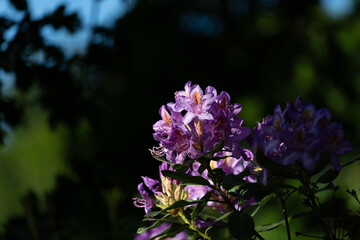 Close-up of vibrant purple rhododendron flowers against a dark, blurred natural background.
