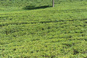 Tea plantation in Sri Lanka. Lush green tea leaves of tea plant (Camellia sinensis) on a tea plantation on a tea estate.