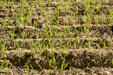 Triticale,  Wintertriticale,  Secale x Triticum