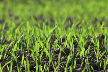 Triticale,  Wintertriticale,  Secale x Triticum