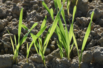 Triticale,  Wintertriticale,  Secale x Triticum