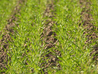 Triticale,  Wintertriticale,  Secale x Triticum