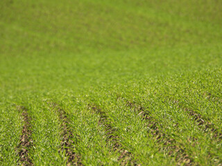 Triticale,  Wintertriticale,  Secale x Triticum