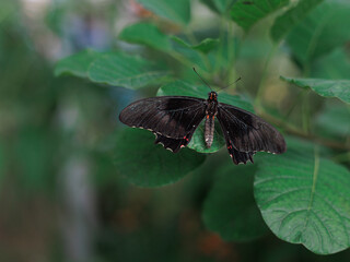 A dark butterfly with subtle iridescence and tiny red markings rests on a broad green leaf. The...