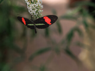 A black butterfly with vivid red and green markings feeds on delicate white blossoms. The soft...