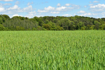 Triticale,  Wintertriticale,  Secale xTriticum