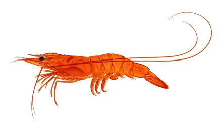 Isolated Shrimp