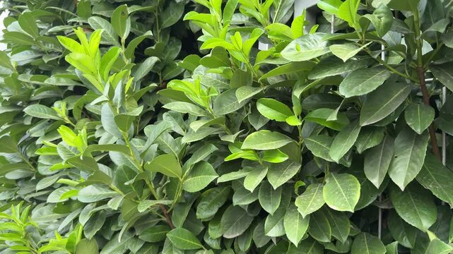 Bush Cherry Laurel hedge (Prunus laurocerasus)