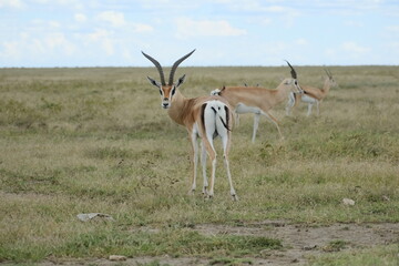 gazelle in the masai mara