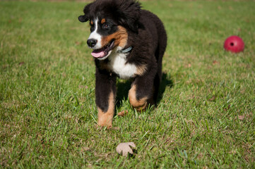 Bernese Mountain Dog puppy running with dog toy in the yard