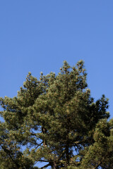 Top of a pine tree with lush green needles set against a clear blue sky.