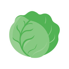 Cabbage flat minimal vector illustration, simple green leafy vegetable icon, healthy food design element

