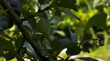 Closeup of small green plums developing on a tree branch among dark green leaves in a sunlit orchard.