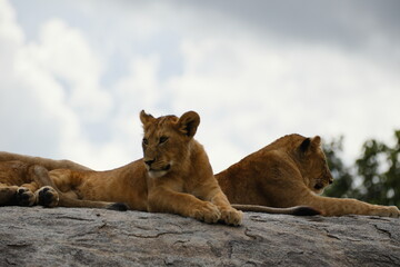 lioness and cubs