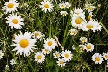 Fototapeta premium daisies in the grass