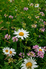 white and purple flora