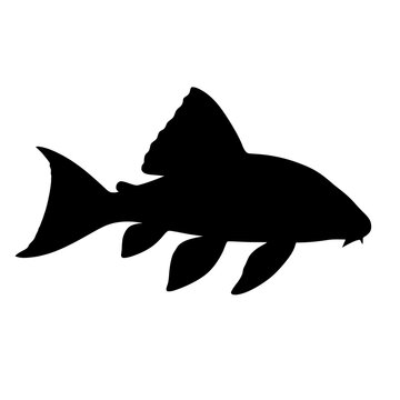 Bold Black Silhouette of Zebra Pleco Highlighting Distinct Fin and Tail Shape